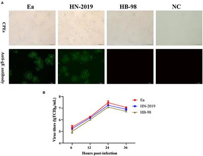 Emergence of a Novel Recombinant Pseudorabies Virus Derived From the Field Virus and Its Attenuated Vaccine in China